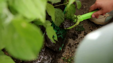 Children Playing In The Yard Stock Footage 40414743