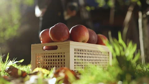 Children pluck a large ripe red apple. Female hand picks ripe apple on a sunny Stock Footage 219409892