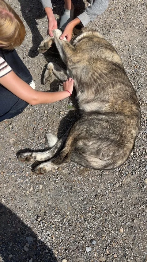 Children providing first aid to a stray dog with an injured paw on a gravel Stock Footage 345424782