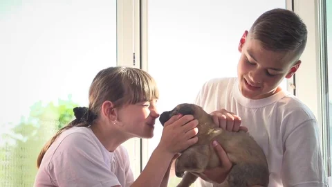 Children rejoice at the puppy. Teen boy and girl caress puppy. Stock Footage