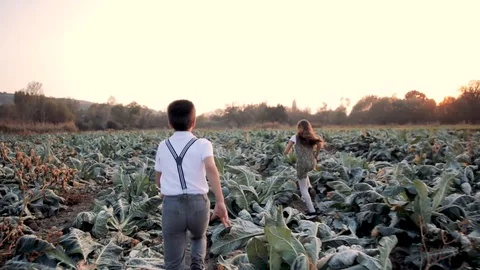 Children running in the field in the sunset Stock Footage 128662436