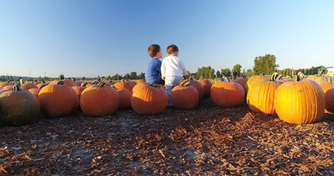 Children sit on pumpkins. Stock Footage 95730536