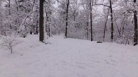 Children Sledding in the Forest Stock Footage 100969764