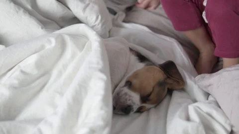 Children sleep in bed with a small beagle puppy Stock Footage 129698789