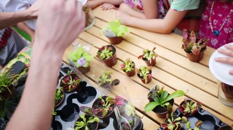 Children standing around table with small pots Venus flytrap and seller Stock Footage 63660177