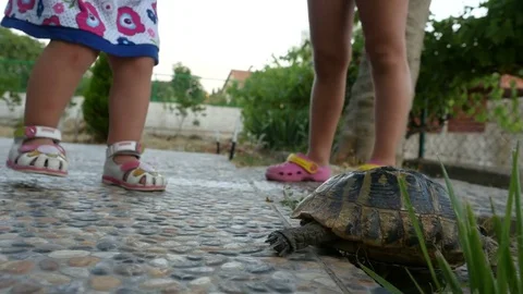 Children stroking, playing, walking with turtle in yard summer evening Stockbeeldmateriaal 78896470