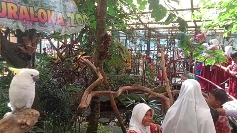 Children study at the zoo Stock Footage 244571660