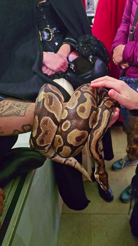 Children Touching Python During Educational Demonstration Stock Footage 327434790
