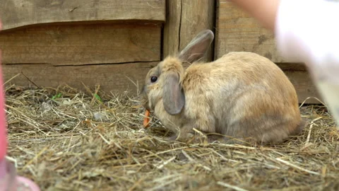 Children try to feed a small rabbit carrots at a petting zoo Stock Footage 153874803