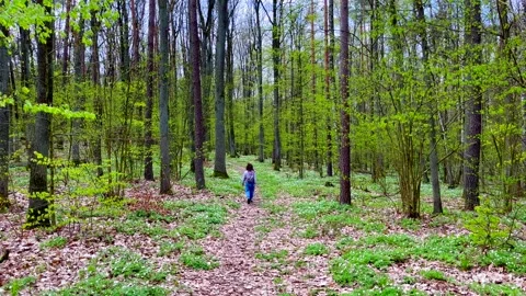 Children walking through early spring forest path. Stock Footage 240080184