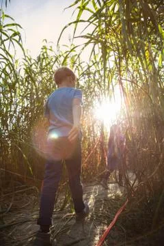 Children walking through pumpkin patch, rear view Fotos de archivo