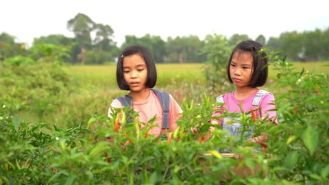 Children working and picking pepper or chilli in organic garden farm Vídeo Stock 177304685