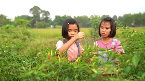 Children working and picking pepper or chilli in organic garden farm Vídeo Stock 177304722