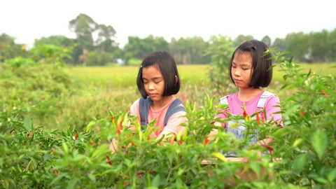 Children working and picking pepper or chilli in organic garden farm Stock Footage 177305079