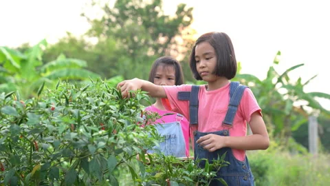 Children working and picking vegetable in organic garden farm Stock Footage 177287703