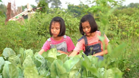 Children working and picking vegetable in organic garden farm Stock Footage 177303850