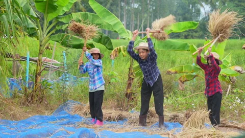 Children working for harvest paddy of rice plantation in rural 動画素材 220140893