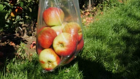 Children's hand puts a ripe apple in a plastic bag Stock Footage 84453583
