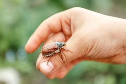 On the children's hand sits a large May-bugle beetle and is preparing to fly  Stock Photos
