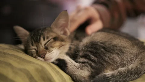 Children's hand stroking a kitten sleeping on a pillow.Domestic animals, pet. Stock Footage 261755984