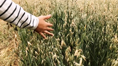 Children's hand touch the ears of oats. 4K video Stock Footage 114764265