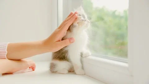 Children's hands are stroking a kitten on the window Stock Footage 162323250