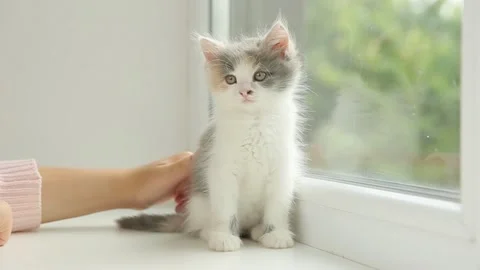 Children's hands are stroking a kitten on the window Stock Footage 180438749