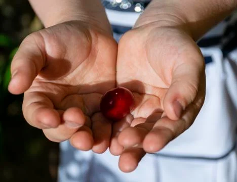 Children's hands. The child holds a berry in his hands. Stock Photos