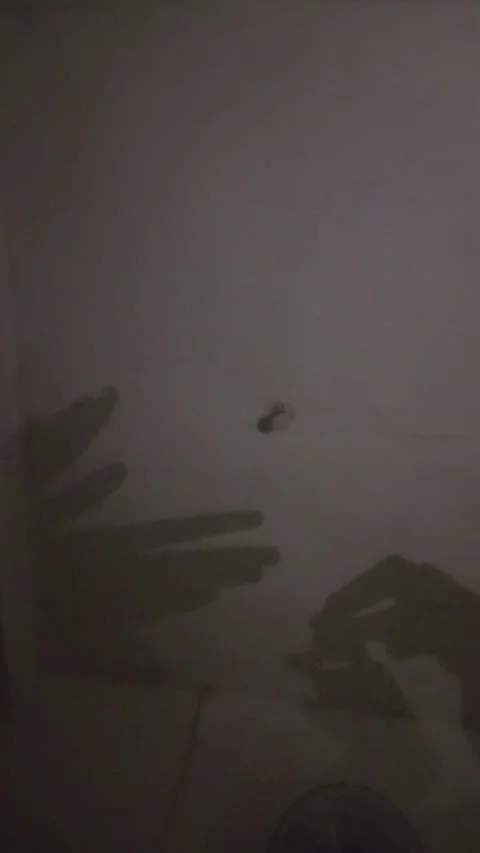 Children's hands creating animal shadow puppets on a warm indoor wall. Stock Footage 335816369