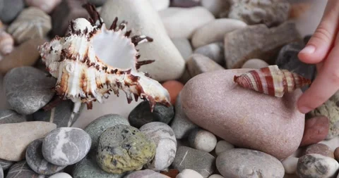 Children's hands fold seashells on pebbles. The girl builds a tower of pebble Stock Footage 165567243