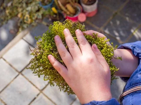 Children's hands with moss shape the future Stock Photos