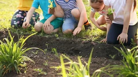 Children's hands planting sapling on soil as the world's concept of rescue Stock Footage 116624224