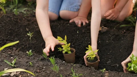 Children's hands planting sapling on soil as the world's concept of rescue Stock Footage 116624292