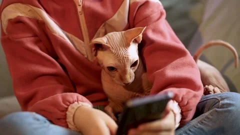 Children's hands with a smartphone close-up playing with a cat. Communication Stock Footage 171701346