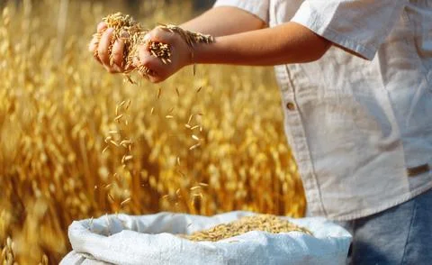 Children's hands sprinkle wheat grains. Golden seeds in the palms of a person Stock Photos
