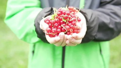 Children's hands stretch a lot of red currant into the camera Stock Footage 112175919