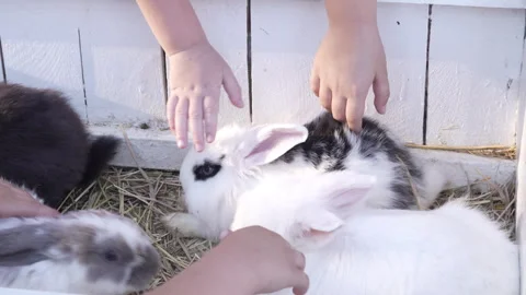 Children's hands stroke small fluffy rabbits in an open white wooden enclosure Stock Footage 282868524