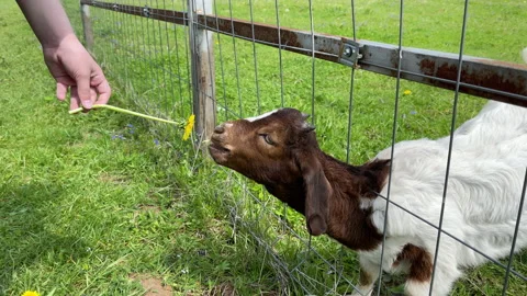 Children's human hands feed a small goat in a petting zoo. The concept of Stock Footage 197101761