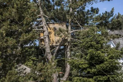 Childrens hut, high in a pine tree, Stock Photos