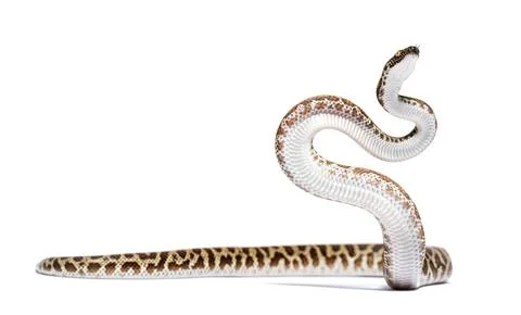 Children's python, Antaresia childreni, isolated on white 스톡 사진