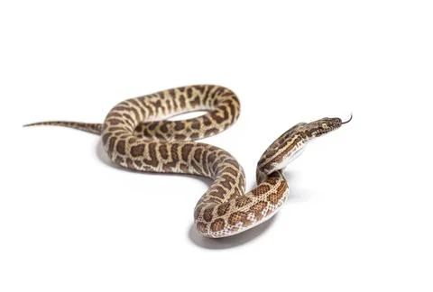 Children's python, Antaresia childreni, sniffing tongue out, isolated on whit 스톡 사진