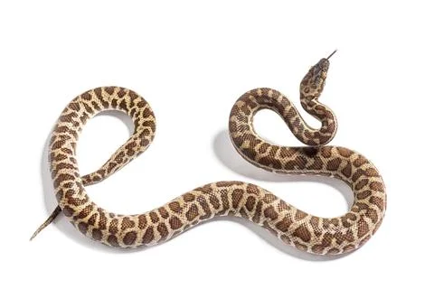 Children's python, Antaresia childreni, sniffing tongue out, isolated on whit Photos