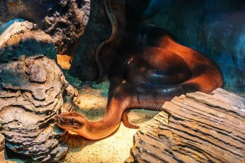 Children's Python Brown Snake on the rock and timber log tree branch in the zoo Stockfoto's