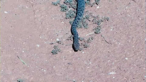 Childrens Python 스톡 동영상 244687214