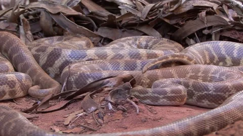 Children's Pythons group slithering on red ground in the outback Vidéo 57170793