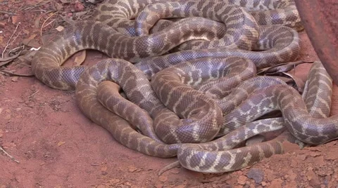 Children's Pythons slither under barrels in the outback Vidéo 57170776
