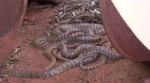 Children's Pythons slither under barrels in the outback zooming in Vidéo 57170777