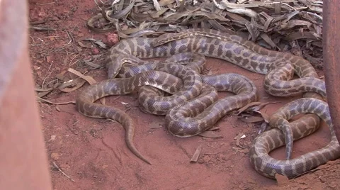Children's Pythons slither under barrels in the outback Vidéo 57170781