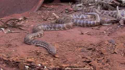 Children's Pythons slither under barrels in the outback Vidéo 57170782