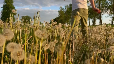 Childs activity close-up in legs dandelion field dynamic movement. Activity Stock Footage 262564181